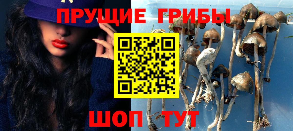 Псилоцибиновые грибы GOLDEN TEACHER  Вход с VPN  Тверь  Псилоцибиновые грибы мухоморы 